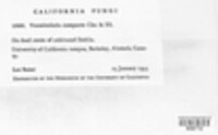 Vermicularia compacta image